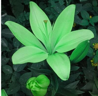 Potted Lily Seeds Lilum Flower Outdoor Perennial Fragrance Plant (Color: 10)
