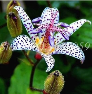 Imported Toad Lily Plant Outdoor Charming Perennial Seed