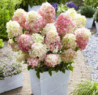 Vanilla Strawberry Hydrangea Flower Seeds (Color: 6)
