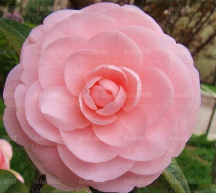 Camellia Seed Double Flap Common Camellia Flower (Color: 10)