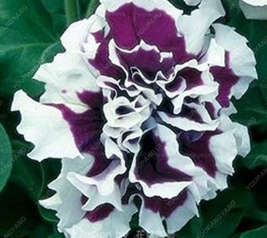 Petunia Garden Seeds Double Flowers Seeds