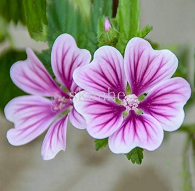 Mallow Seeds garden planting landscape greening