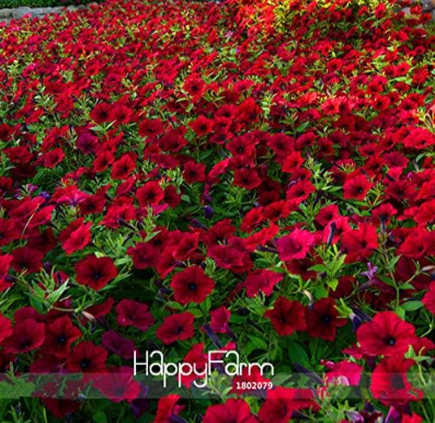 Dark Red Velour Petunia Seed Cold Hardy Heat Tolerant Beautiful Flowers