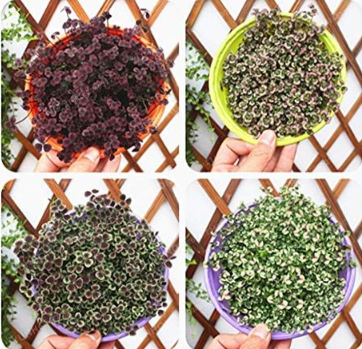Trifolium Repens Seed Purple Shamrock Clover