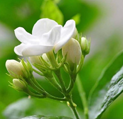 Jasmine Indoor Plants Perennial Flower Seed Plants for Home Garden