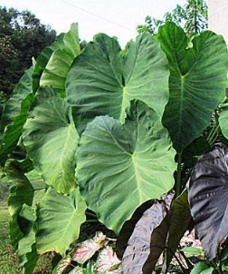 Rare Giant Elephant Ear Colorful Exotic Tropical Foliage Plants