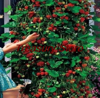 climbing strawberry Seed Red Strawberry (Color: A11)