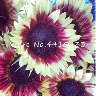 Dwarf Sunflower Seeds Indoor Or Outdoor Flower Potted Plant (Color: f)