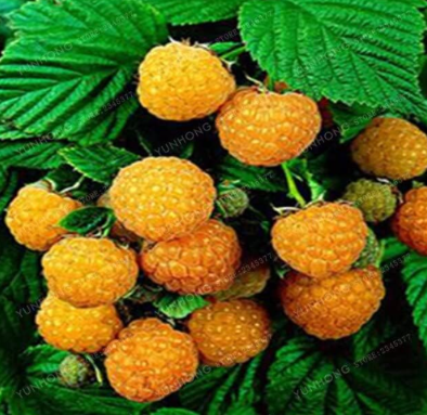Raspberry Seed Organic Heirloom Fruit Seeds (Color: 4)