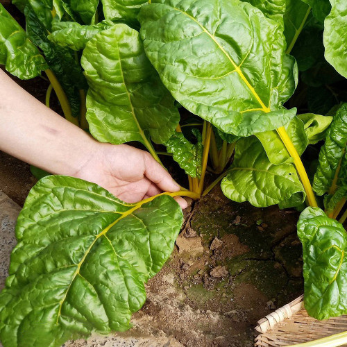 Golden-Leaf Chard Seeds