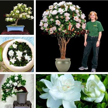 Potted Plants Jasmine Seed Beautiful Jasminum Sambac Flower (Color: mix-20)