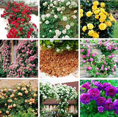 Mix Climbing Plant Perennial Rose Seeds (Color: mix)
