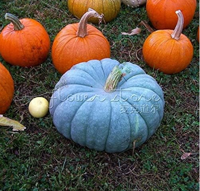 Pumpkin Blue Moon Organic Vegetable Home Garden Seeds