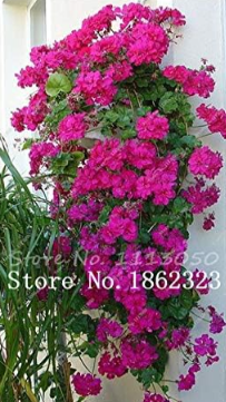 Geranium Flower Rare Seeds (Color: 14)