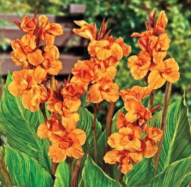 Rare Canna Lily Flower Seeds Exotic Flower Perennial
