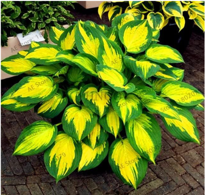 Hosta Plants Seed Perennials Lily Flower (Color: 4)