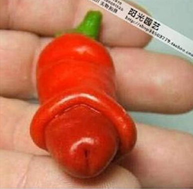 Garden Plants Peter Seed  Chili Vegetable Penis Chili Pepper