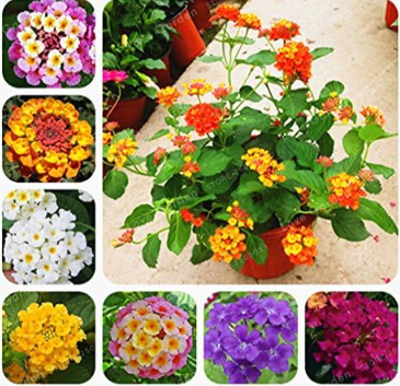 Lantana Camara plant Rare Perennial Gorgeous Flower Seeds (Color: mix)