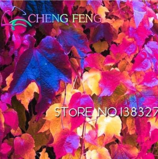 Ivy Seed Outdoor Creepers Green Ivy Parthenocissus Tricuspidata (Color: Red)