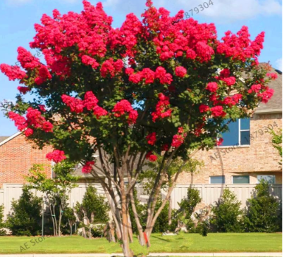 Crape Myrtle Seeds perennials fast growing flower (Color: 2)