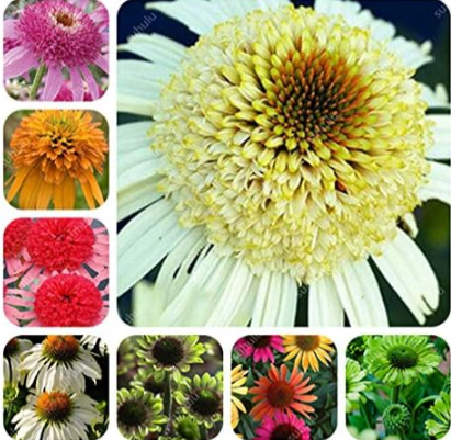 Mixed Types of Echinacea Purpurea Perennial Seed (Color: mixed)