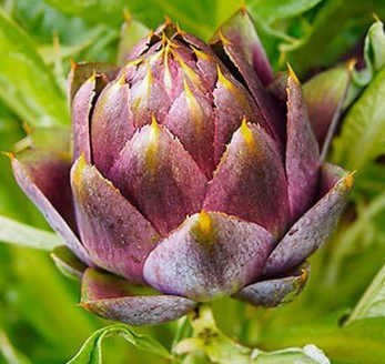 Purple Romagna artichoke Cynara scolymus Seeds