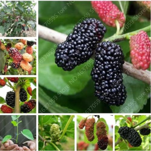 Rare Mulberry Seed Large Super Sweet Non-GMO (Color: Mixed)