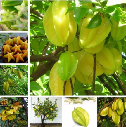 Imported Carambola Seeds Star Fruit Tree Shrub Fruit Edible