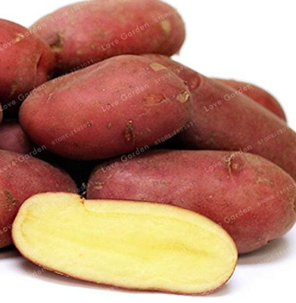 Potato Seed Organic Vegetables (Color: 2)