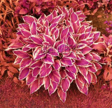 Hosta Seed Perennials Plantain Beautiful Lily Flower #1W8T65