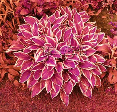 Hosta Seed Perennials Plantain Beautiful Lily Flower #1W8T65