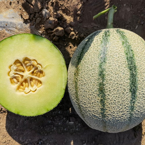 Basketball Green Hybrid Melon Seeds