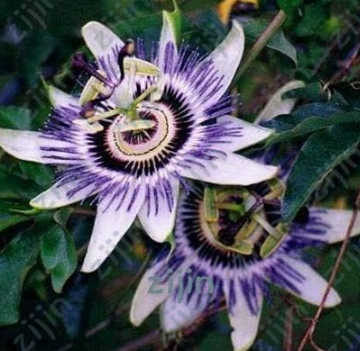 Passion Fruit Seed (Passiflora Incarnata) Potted Plant (Color: violet)