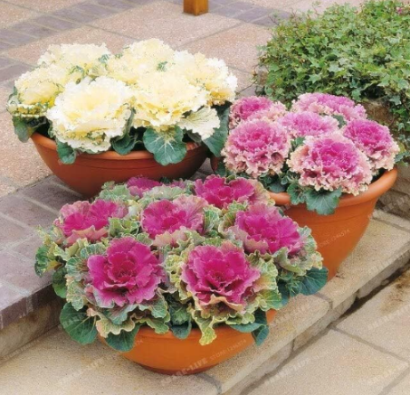 Brassica Oleracea Heirloom Cabbage Flower Seed Kale Ornamental (Color: 4)