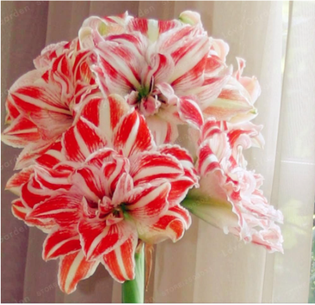 Amaryllis Bulbs (Color: 20)