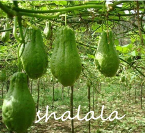 Chayote Seed Vegetable Garden Seed (Color: 2)