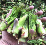 wild vegetable Aralia elata(Miq.) seem seeds