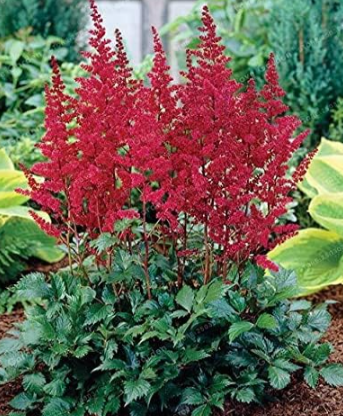 Astilbe Chinensis Flower Seeds (Color: 4)