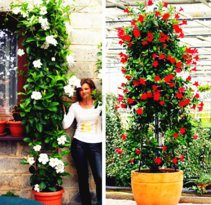 Mandevilla Sanderi Garden Seeds for Indoor Outdoor and Courtyard - (Color: Mix)
