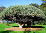 Dragon Blood Tree rare Seed