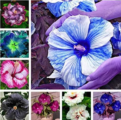 Giant Hibiscus Seeds Rosa-Sinensis Perennial Flower (Color: Mixed)