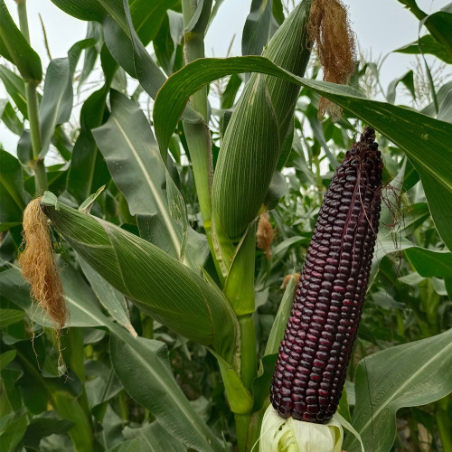 Black Sweet Waxy Corn No.7 Seeds