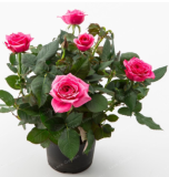 Mini Rose Seed Home Garden Bright and Beautiful Potted Flowers (Color: 4)