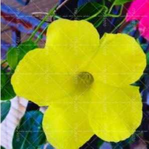 Climbing Mandevilla Sanderi Dipladenia sanderi Seed (Color: 5)