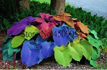 Hosta fragrant plantain lily Seed Rainbow