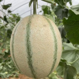 Basketball Green Hybrid Melon Seeds