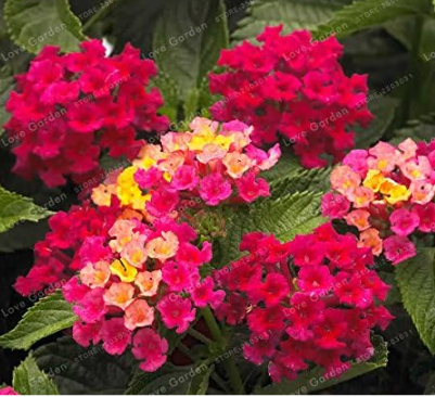 Lantana Camara Plant Seeds Rare Perennial Gorgeous Flower (Color: 6)