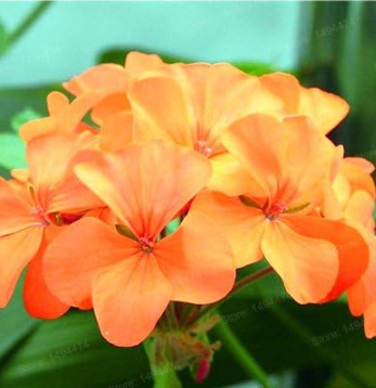 Geranium Flower Seeds (Color: Orange)