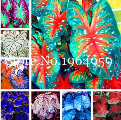 Rainbow Caladium Seed (Color: Mixed)