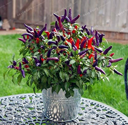 Fresh Rare Purple Carolina Reaper Pepper Seed ( Chilli ) Organic Vegetables (Color: Mix)